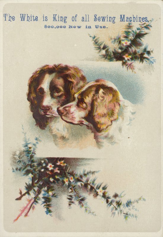 To hundehoder sammen av American School