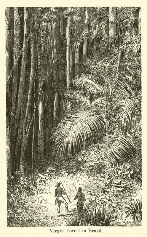Virgin Forest i Brasil av American School