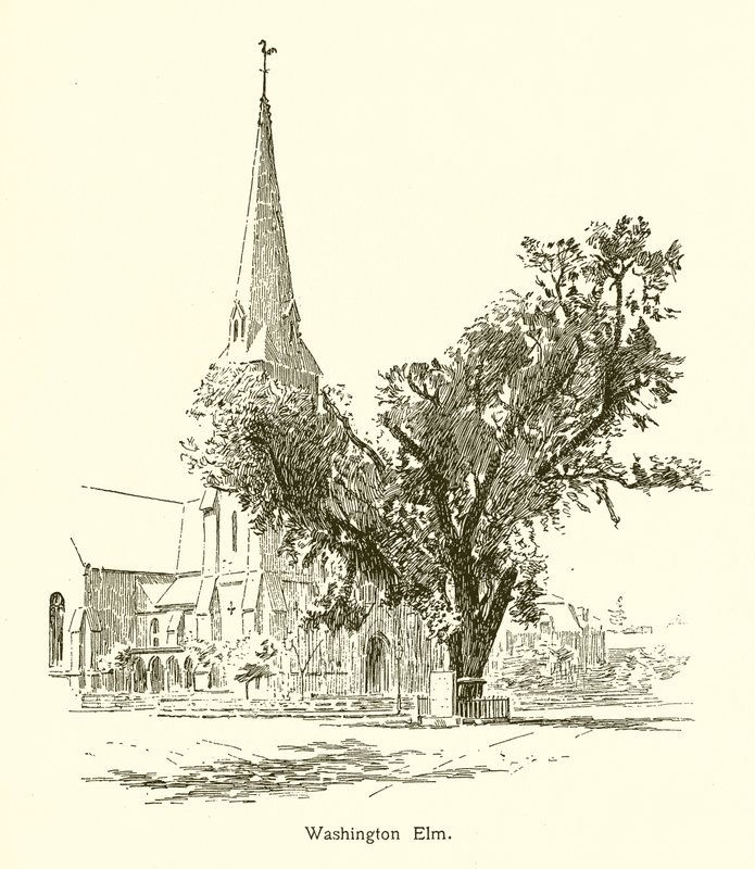 Washington Elm, Cambridge av American School