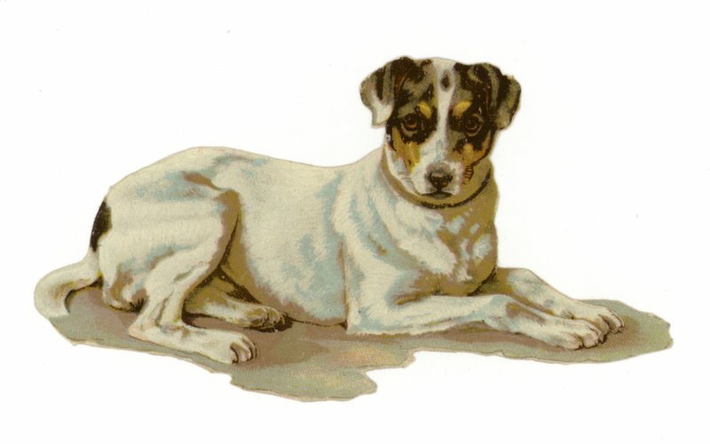 Ung hund liggende av American School