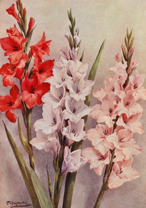  av Angelo Fairfax Muckley
