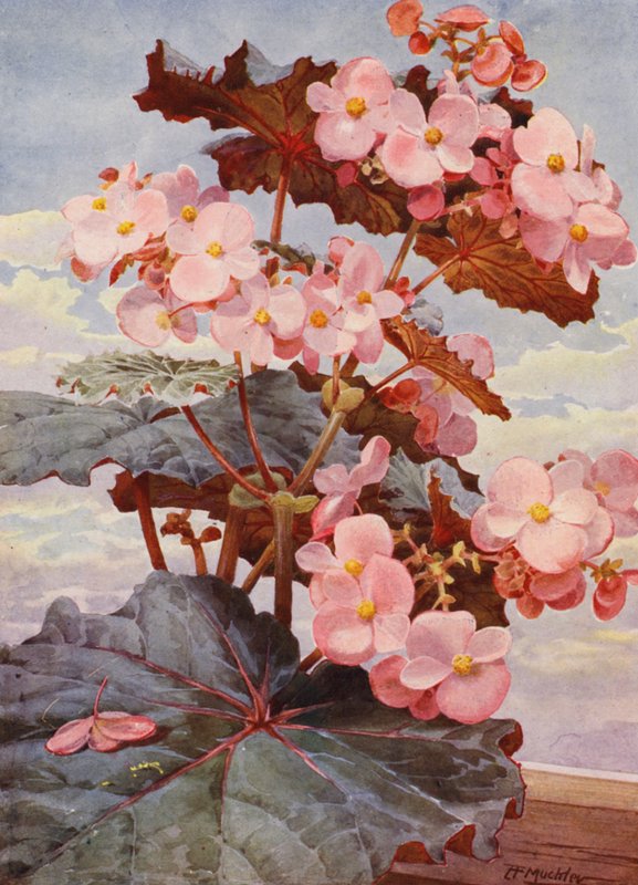  av Angelo Fairfax Muckley