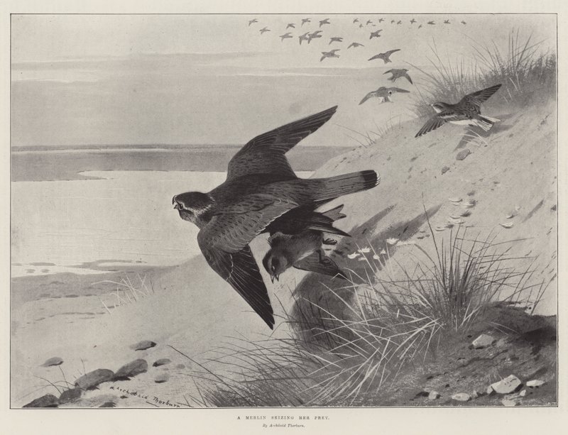 En Merlin som griper byttet hennes av Archibald Thorburn