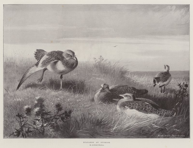 Bustarder ved soloppgang av Archibald Thorburn