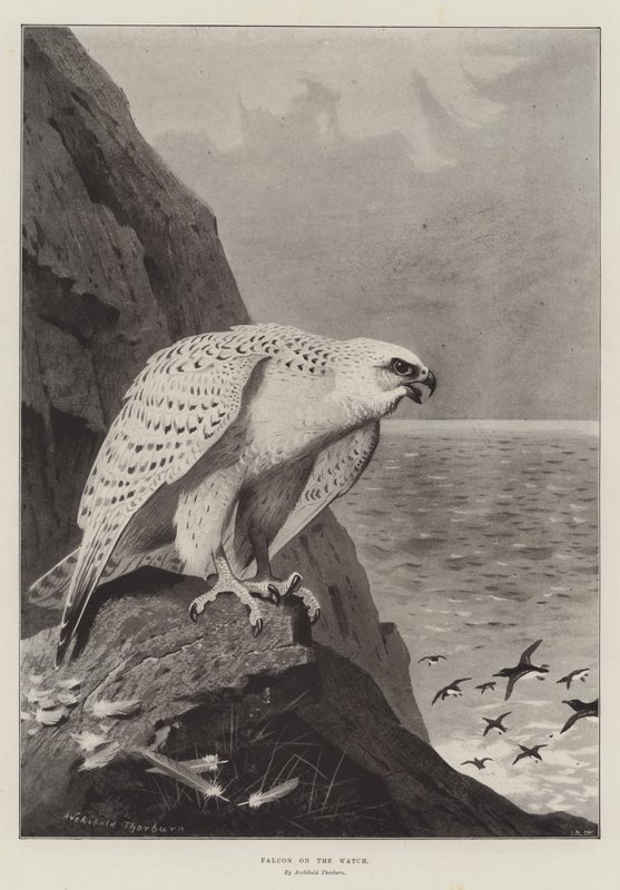 Falcon on the Watch av Archibald Thorburn