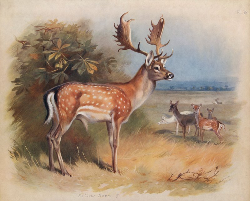 Dåhjort av Archibald Thorburn
