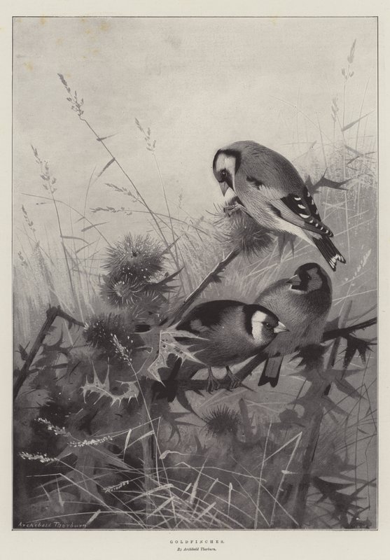 Gullfinker av Archibald Thorburn