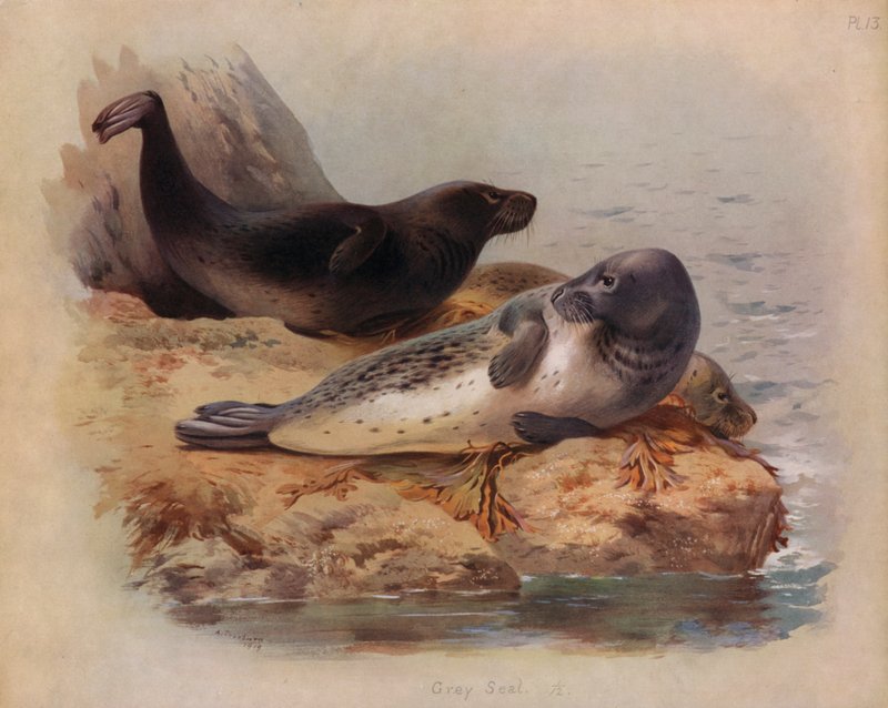Grå segl av Archibald Thorburn