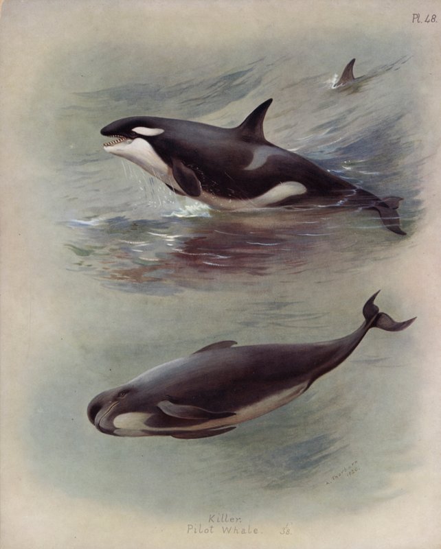 Killer, Pilothval av Archibald Thorburn