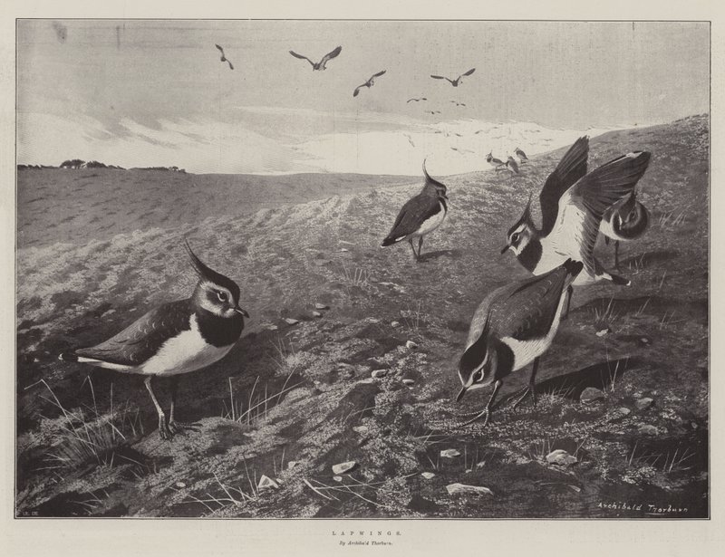 lappvipper av Archibald Thorburn