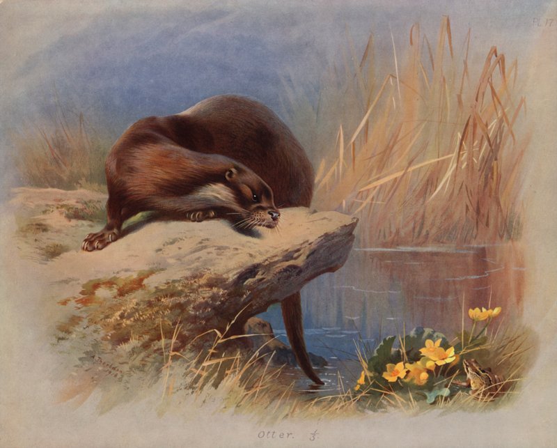 Otter av Archibald Thorburn