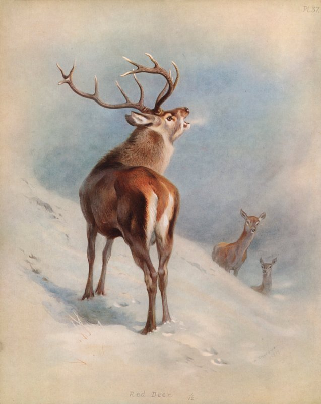 Rød hjort av Archibald Thorburn