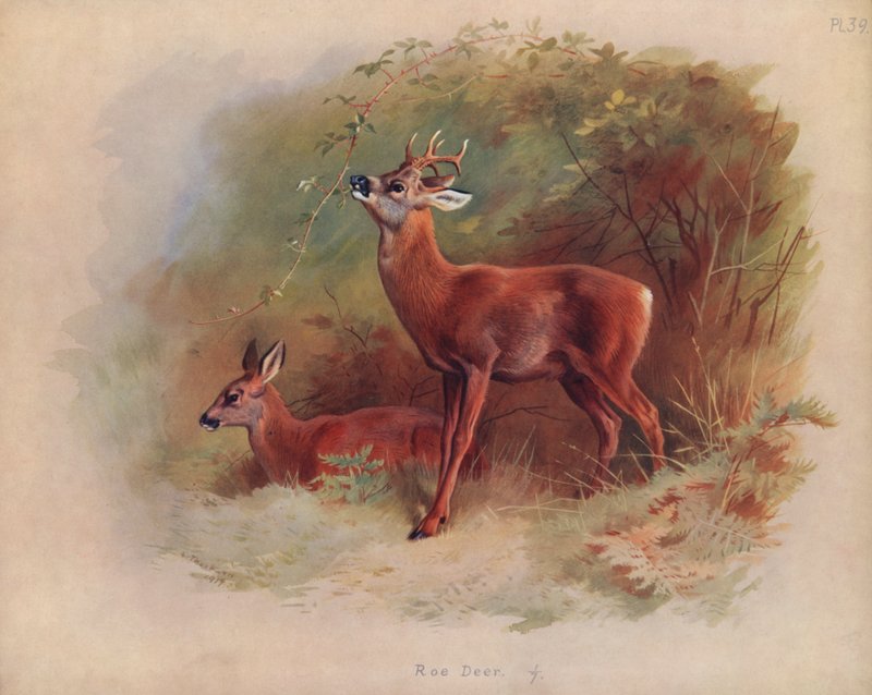 Rådyr av Archibald Thorburn