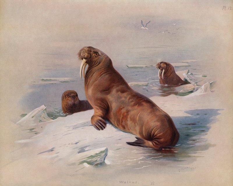 Hvalross av Archibald Thorburn