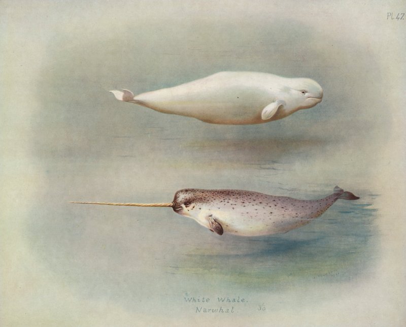 Hvithval, Narhval av Archibald Thorburn