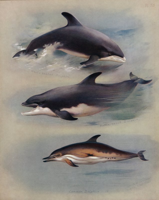 Hvitnebb delfin, flaskedelfin, vanlig delfin av Archibald Thorburn