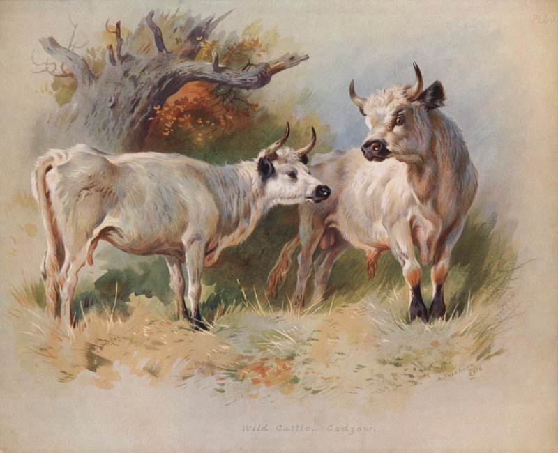 Villfe, Cadzow av Archibald Thorburn