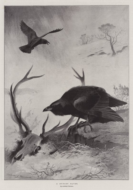 En sulten ravn av Archibald Thorburn