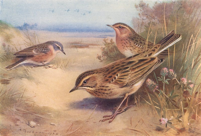 av Archibald Thorburn
