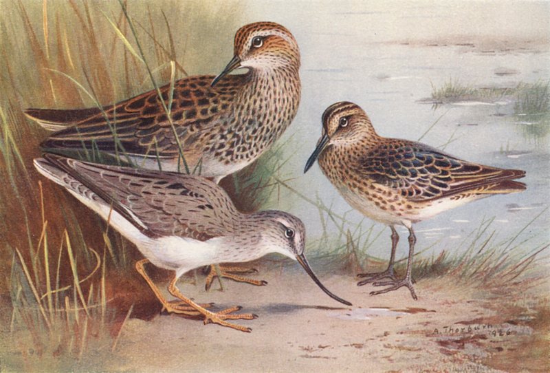  av Archibald Thorburn