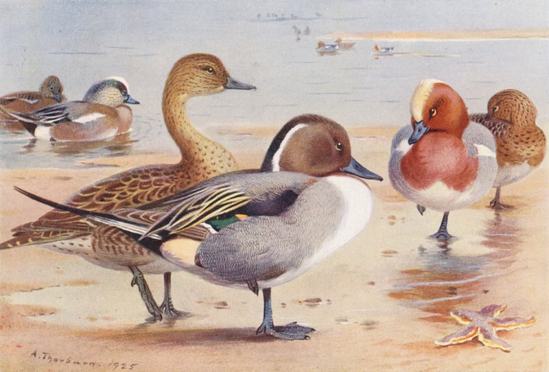  av Archibald Thorburn