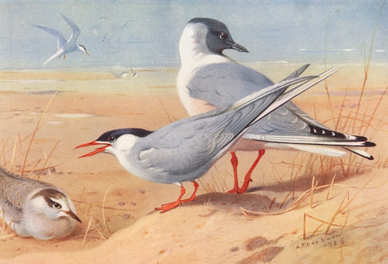  av Archibald Thorburn