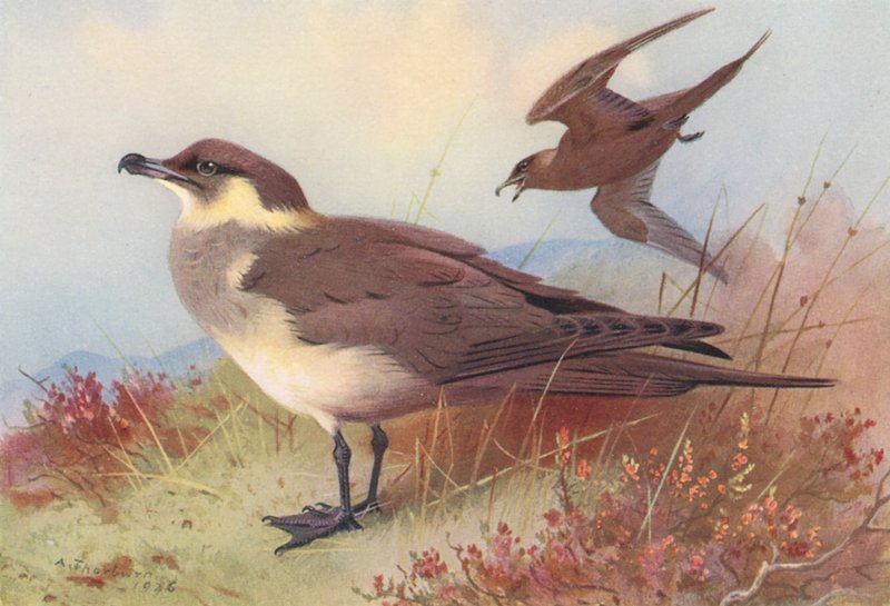  av Archibald Thorburn