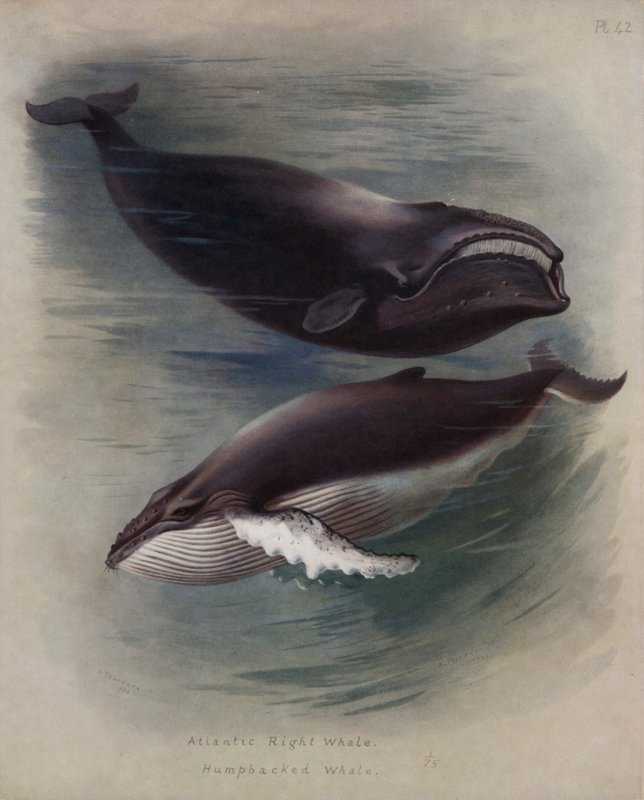 Atlantisk høyrehval, knølhval av Archibald Thorburn