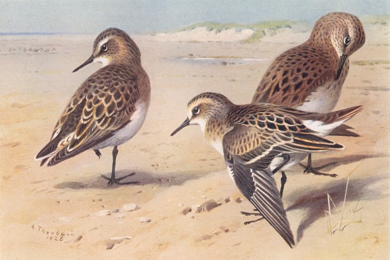  av Archibald Thorburn