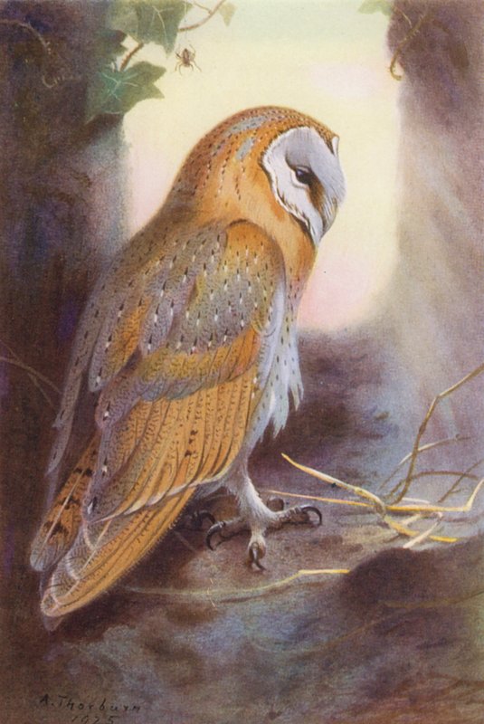 av Archibald Thorburn