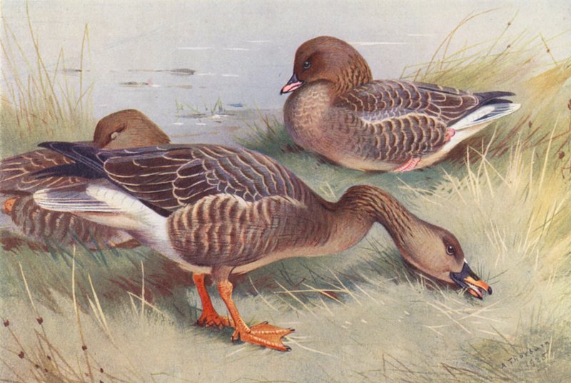  av Archibald Thorburn