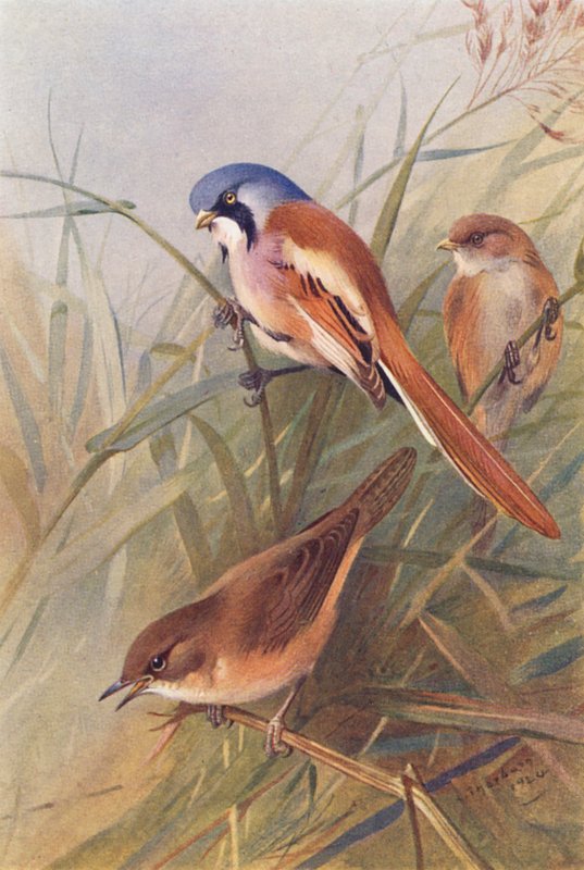  av Archibald Thorburn