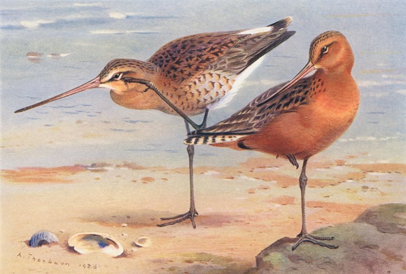  av Archibald Thorburn