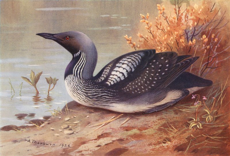  av Archibald Thorburn