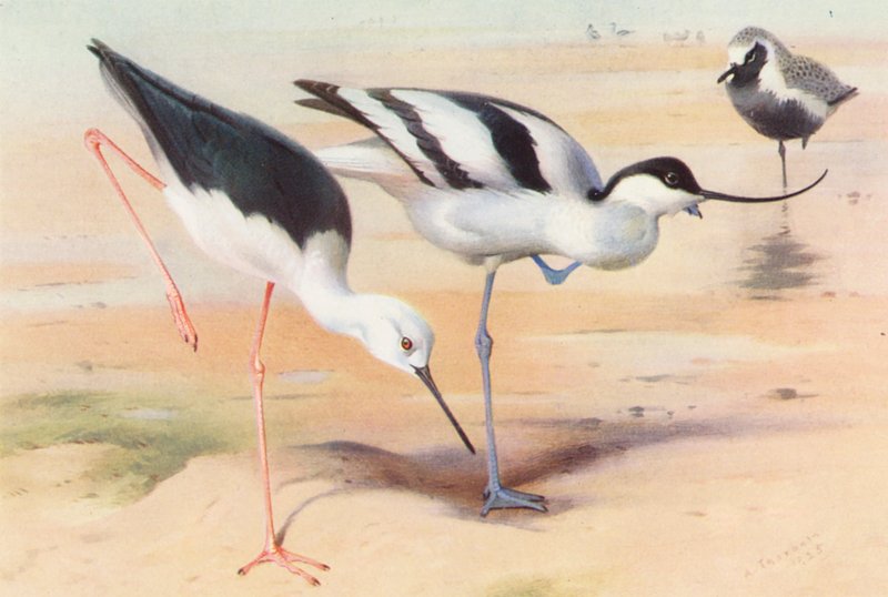  av Archibald Thorburn