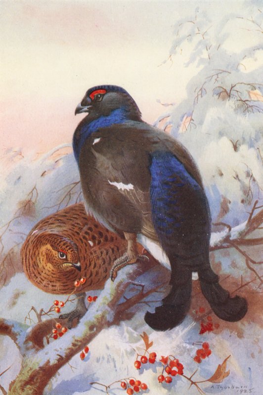 Orrfugl (hann og hunn) (fargelitografi) av Archibald Thorburn