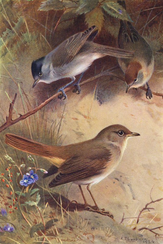  av Archibald Thorburn