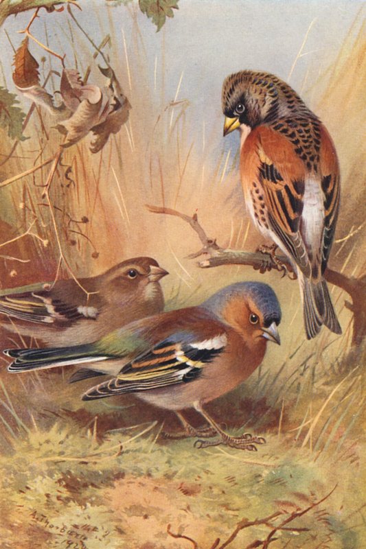  av Archibald Thorburn