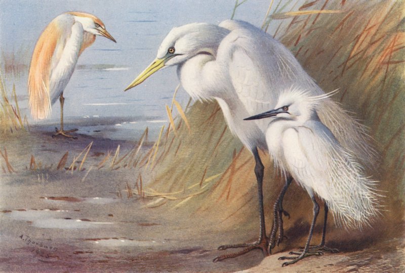  av Archibald Thorburn
