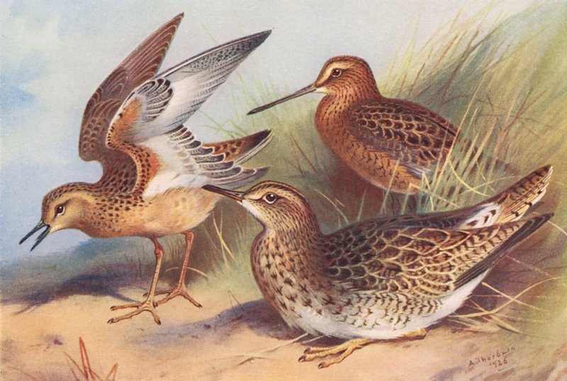  av Archibald Thorburn