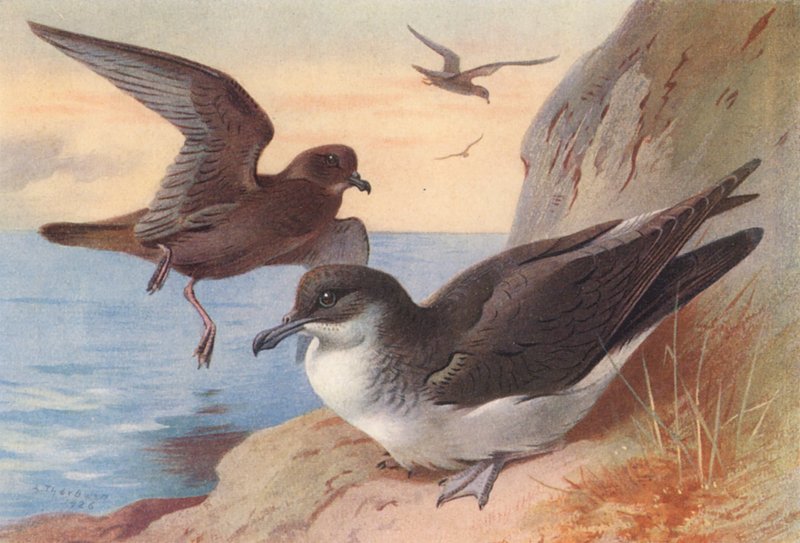  av Archibald Thorburn