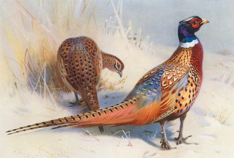  av Archibald Thorburn