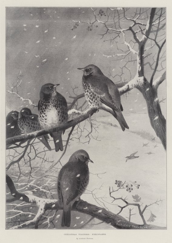 Julebesøkende, feltfarer av Archibald Thorburn
