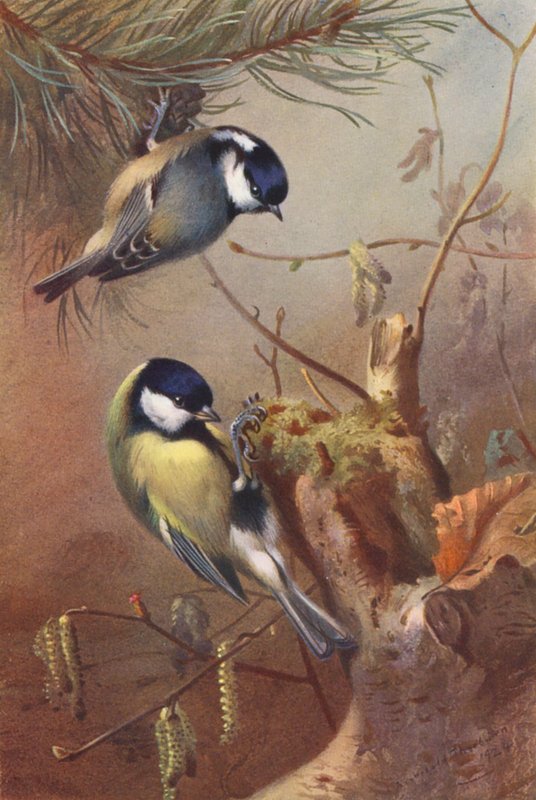  av Archibald Thorburn