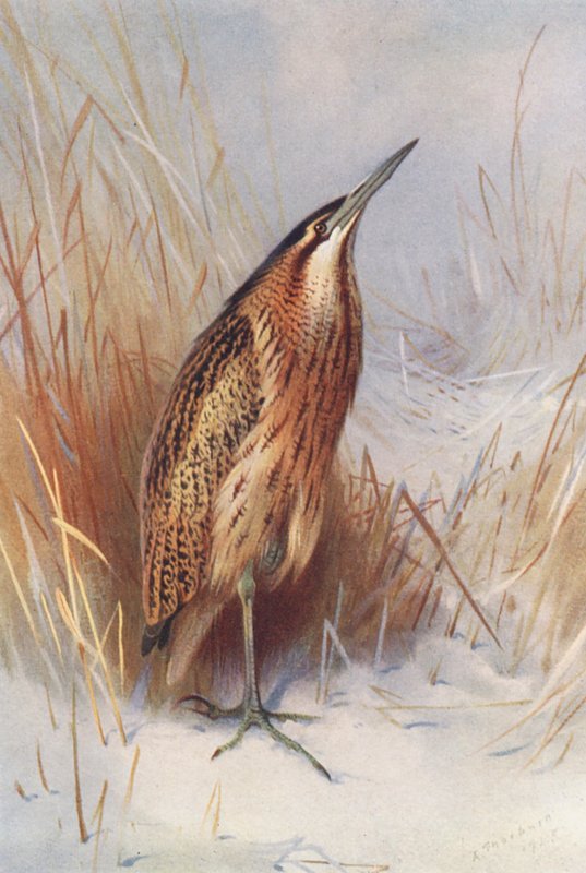  av Archibald Thorburn