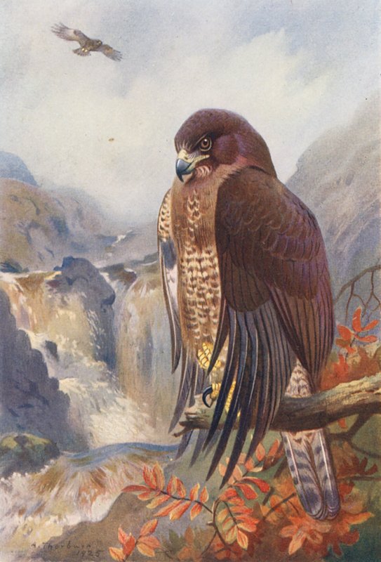  av Archibald Thorburn