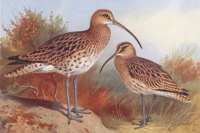  av Archibald Thorburn