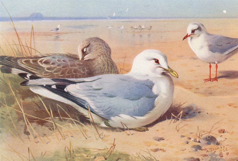  av Archibald Thorburn