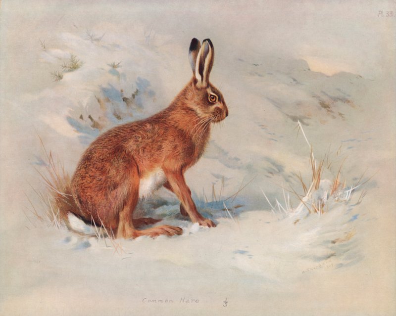 Vanlig hare av Archibald Thorburn