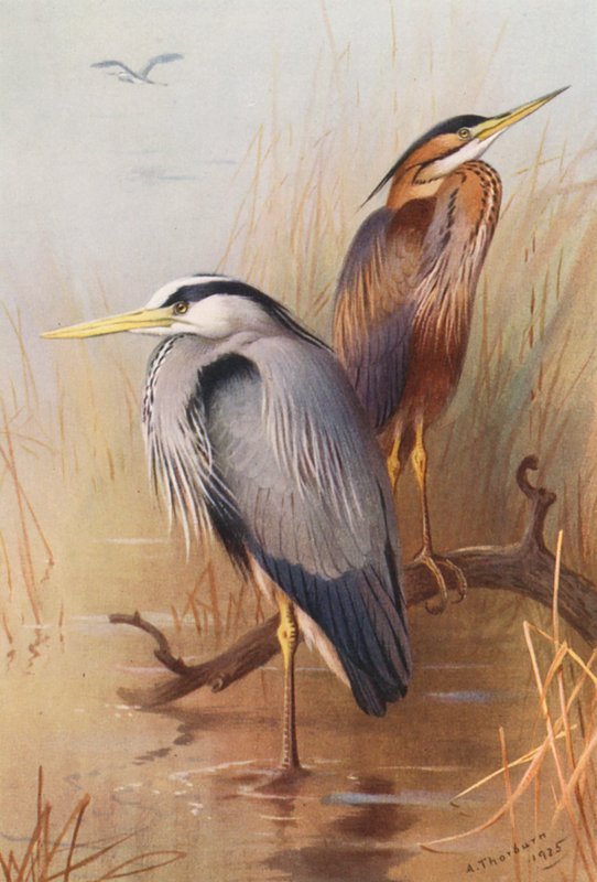  av Archibald Thorburn